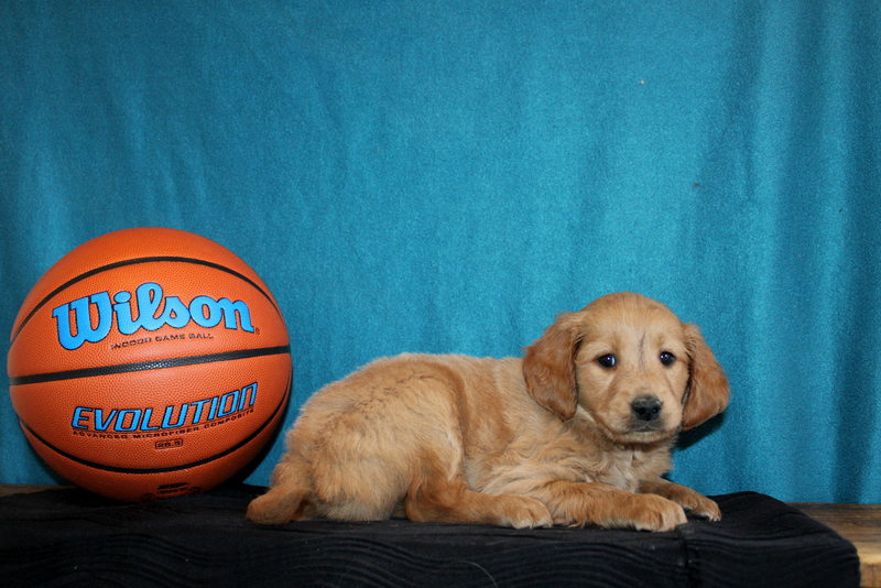 puppy, for, sale, Mini Goldendoodle , Matthew B. Stoltzfus, dog, breeder, Gap, PA, dog-breeder, puppy-for-sale, forsale, nearby, find, puppyfind, locator, puppylocator, aca